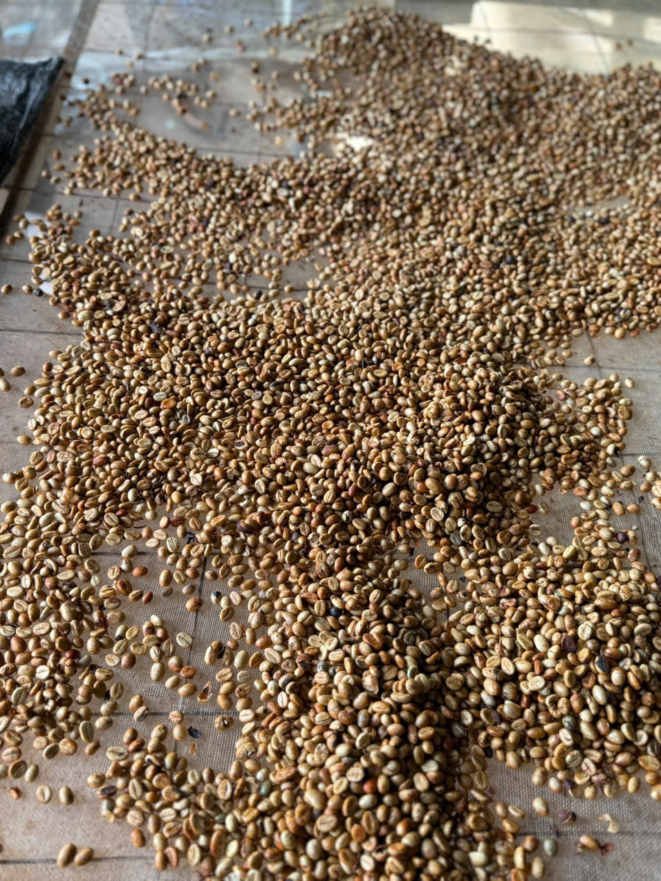 Phơi cà phê honey nắng đầu — kiểm soát độ ngọt cho dòng Bourbon