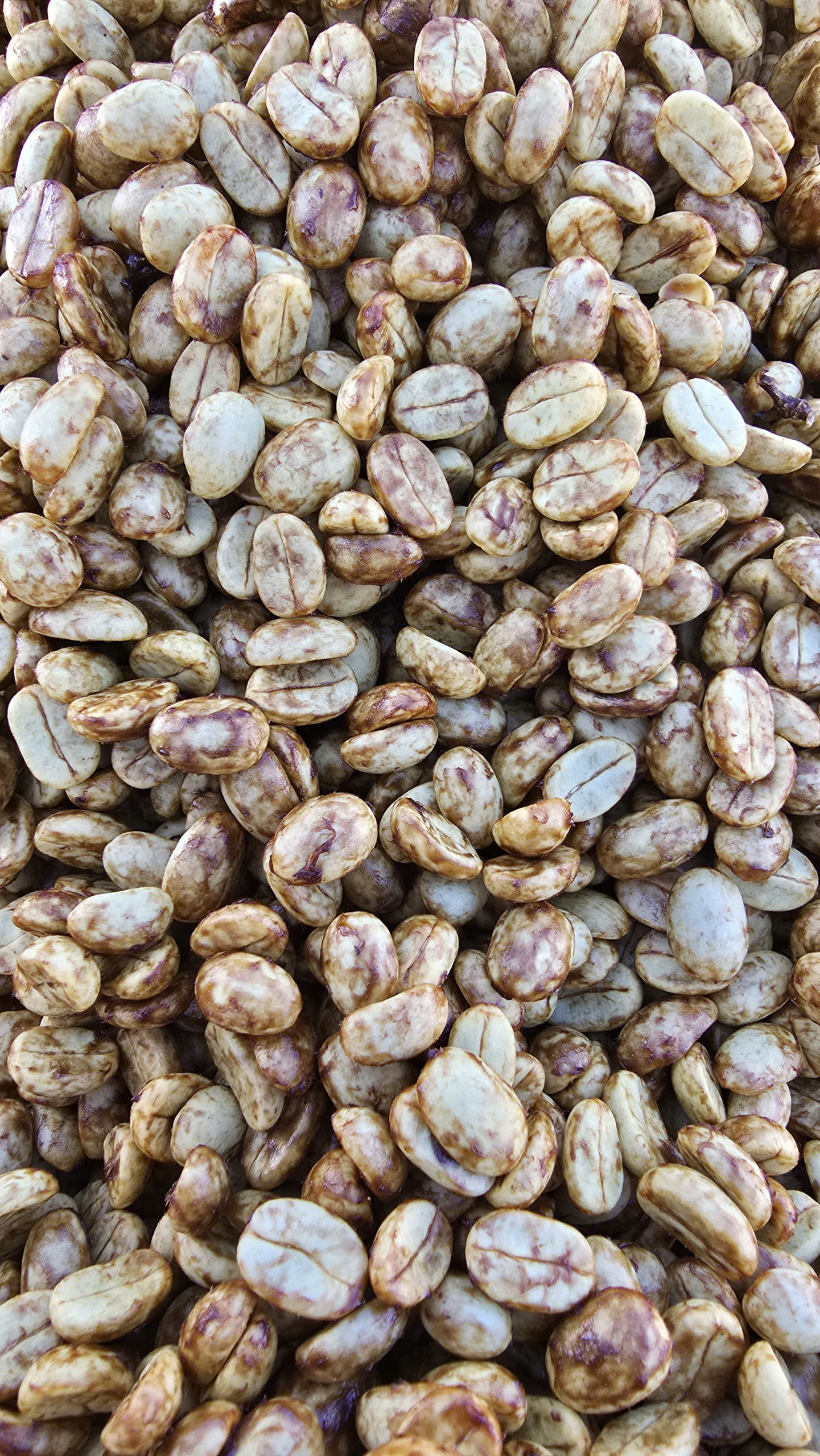 Cà phê chế biến honey phơi trên giàn — kỹ thuật làm nổi bật độ ngọt cổ điển của Typica