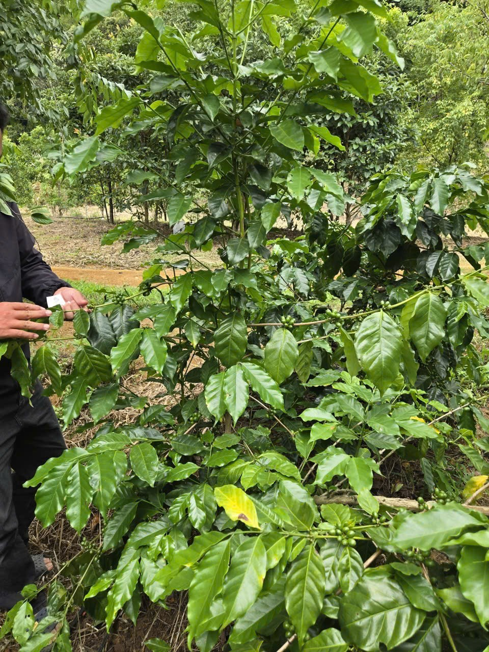 Cây cà phê Arabica giống Catimor sinh trưởng khỏe mạnh tại vùng trồng Măng Đen, Kon Plông