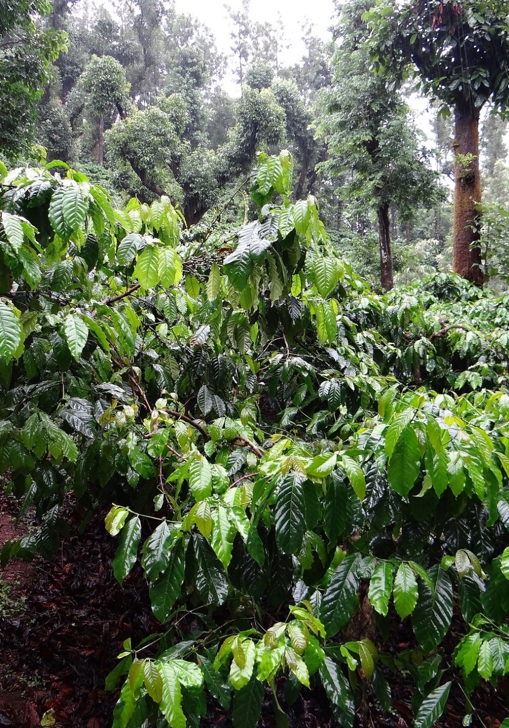 Cây cà phê Robusta (Coffea canephora) — loài có kho đa dạng di truyền lớn