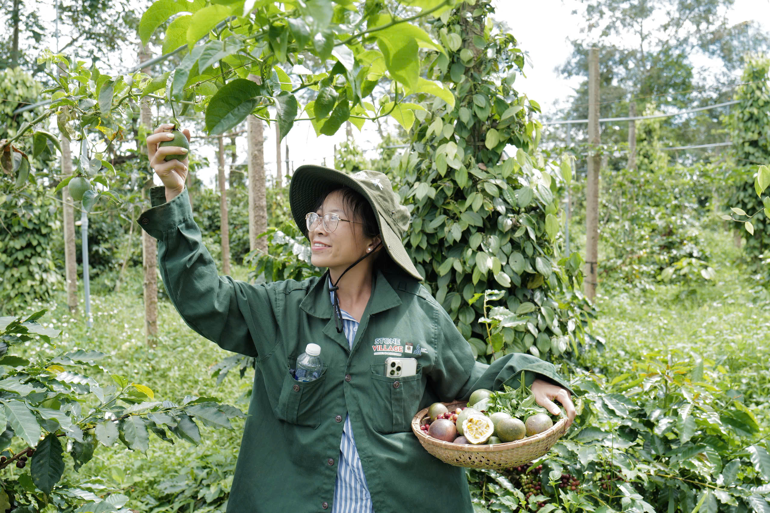Giá trị kinh tế cà phê đặc sản Măng Đen