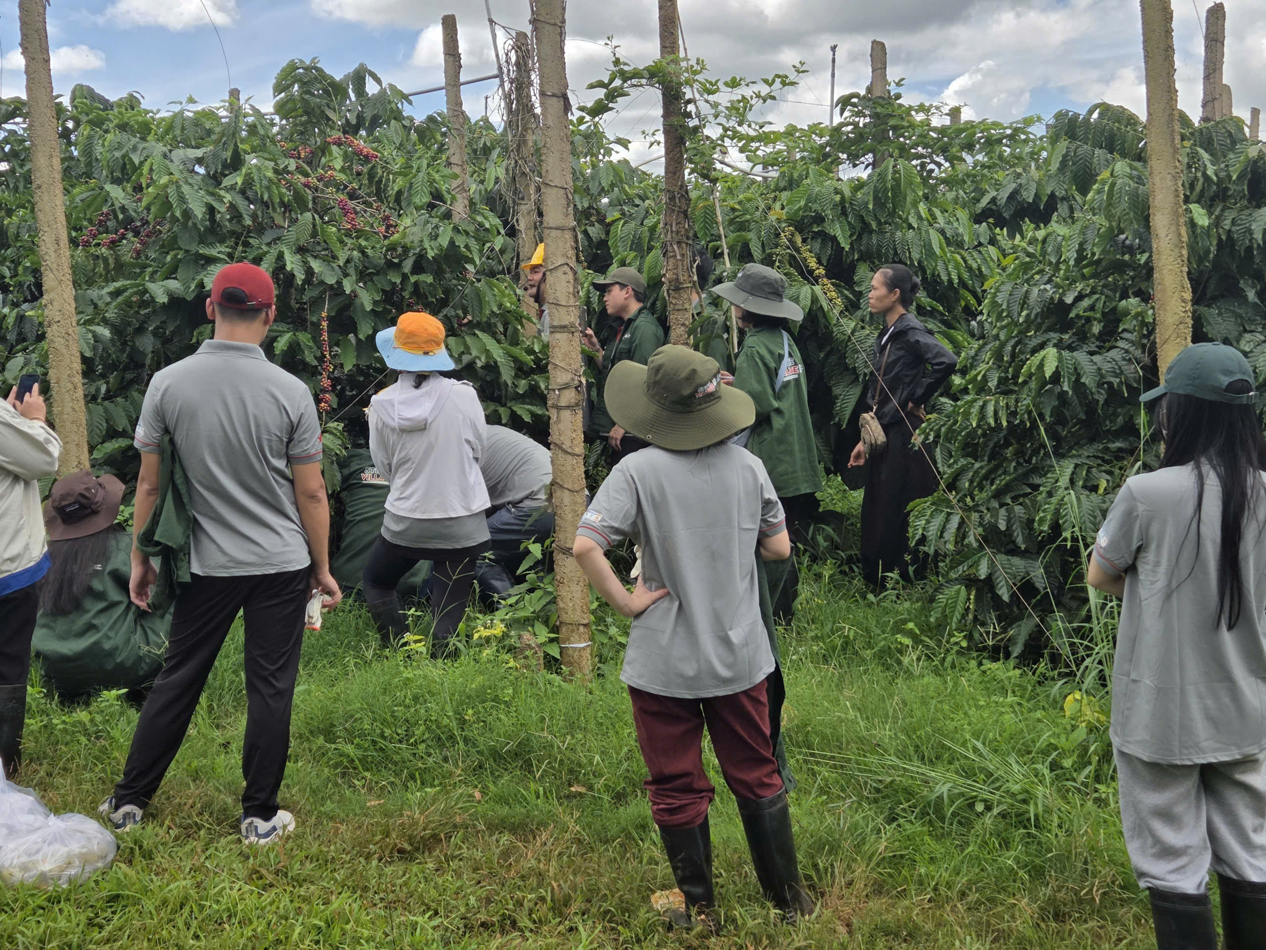 Học viên đếm và phân loại lỗi hạt cà phê nhân trên mẫu chuẩn tại Stone Village