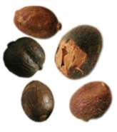 Lỗi quả khô nguyên Dried Cherry Pod chưa xát vỏ