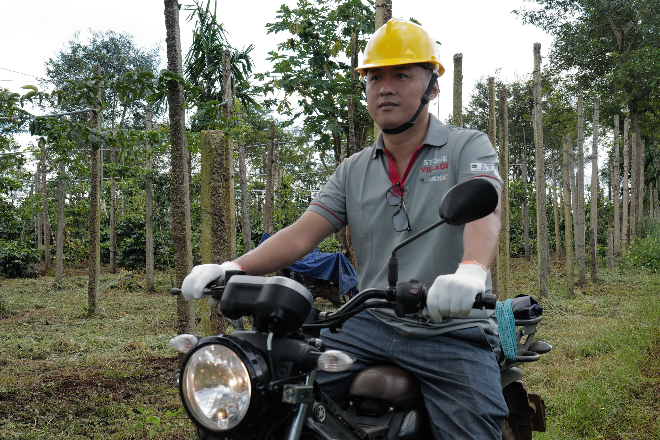 Mùa thu hoạch cà phê Măng Đen