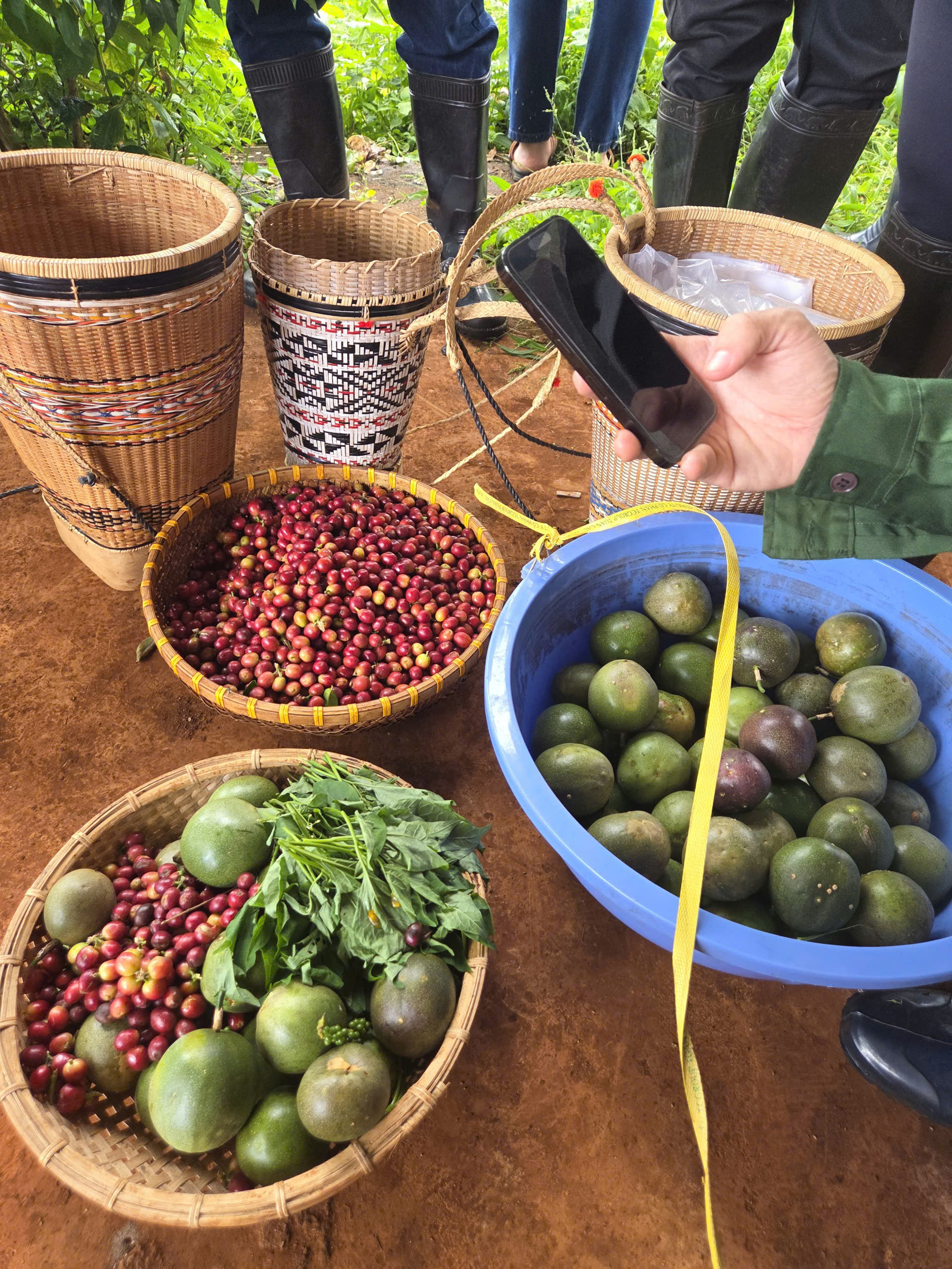 Trải nghiệm thu hái và phân loại quả cà phê chín tại vùng trồng Măng Đen cùng Stone Village