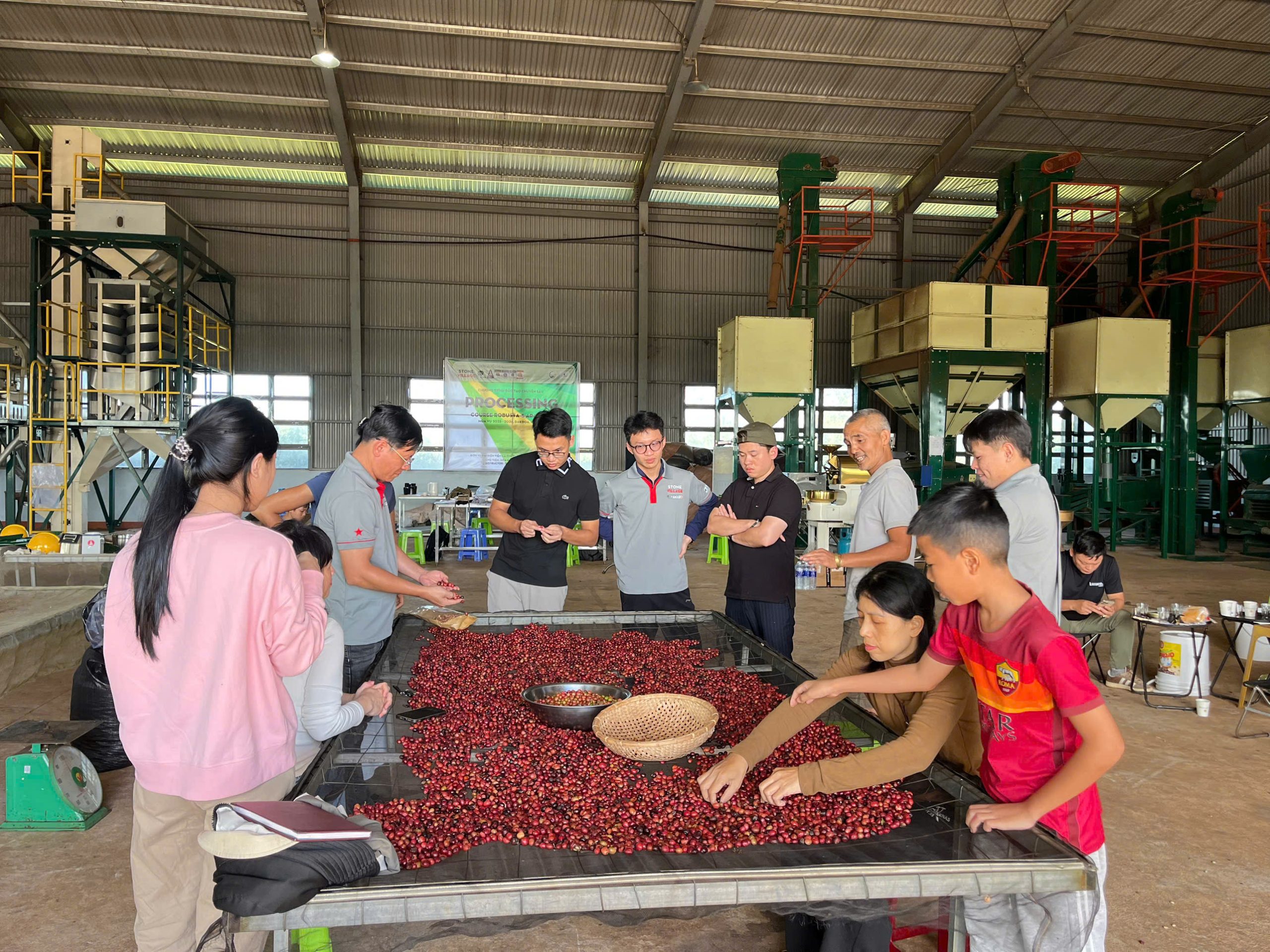Phân loại quả cà phê chín đỏ trước khi chế biến và cupping tại Stone Village Măng Đen