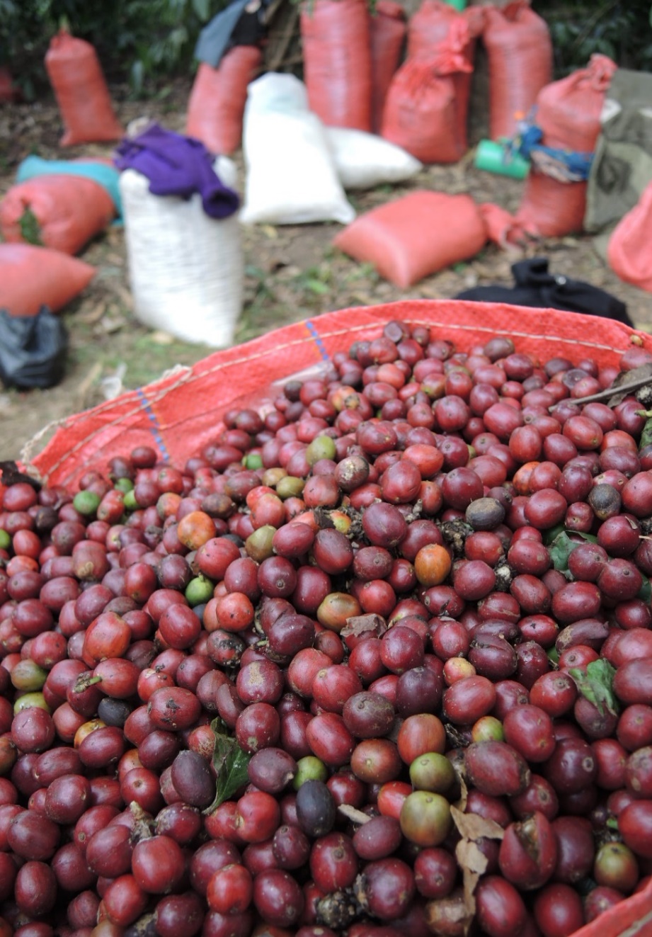 Ca phe Robusta Viet Nam - loi the vung nguyen lieu trong chuoi gia tri ca phe Viet - Trung