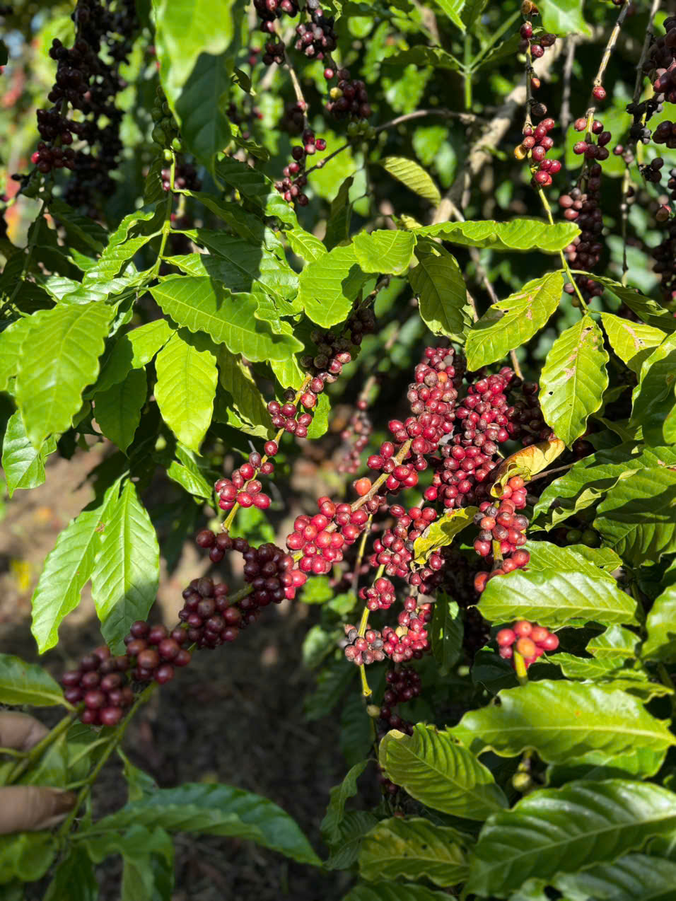 Cây cà phê Robusta trĩu quả chín đỏ tại vùng trồng Gia Lai